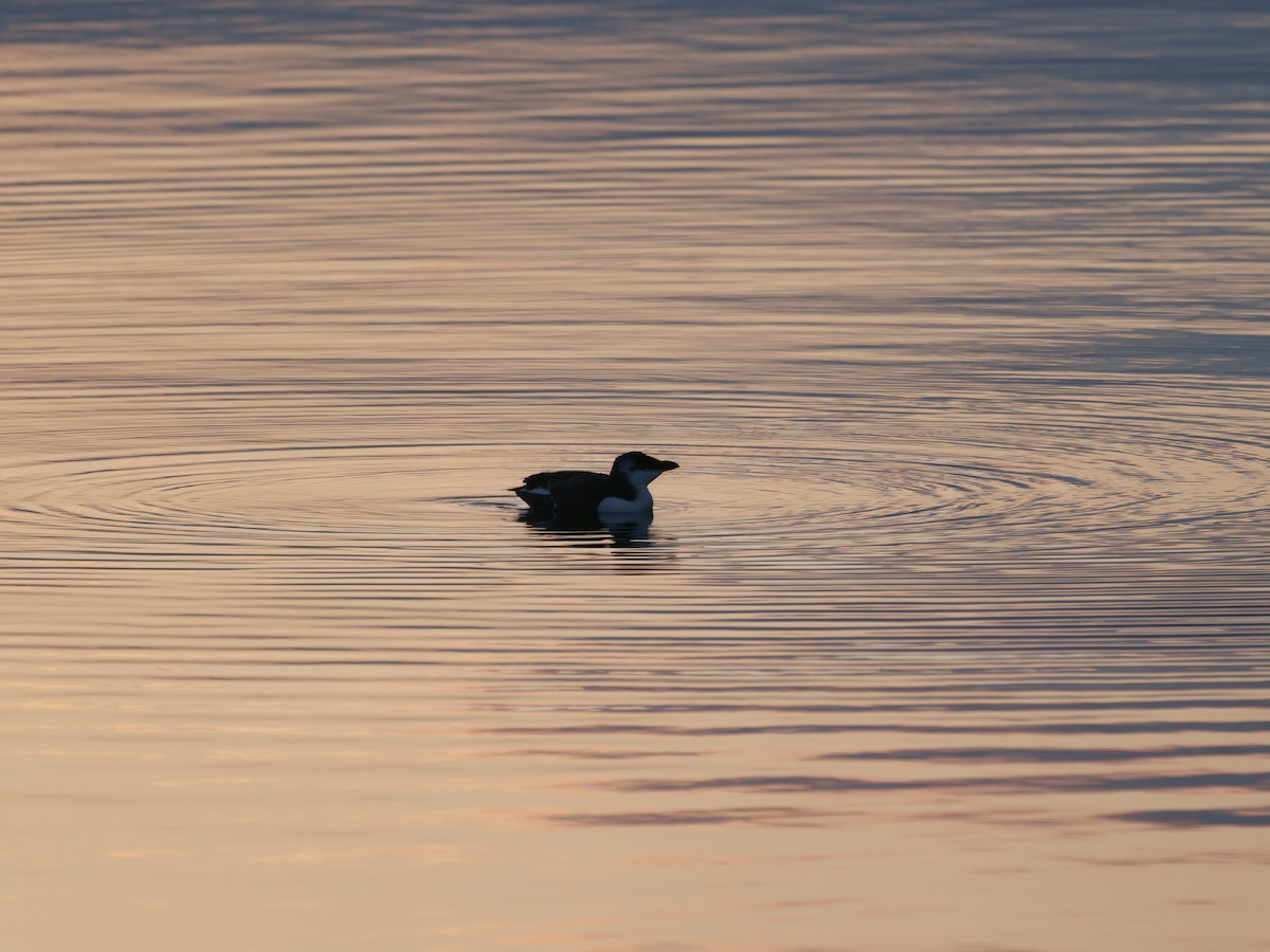 Gazza marina - ML644627274