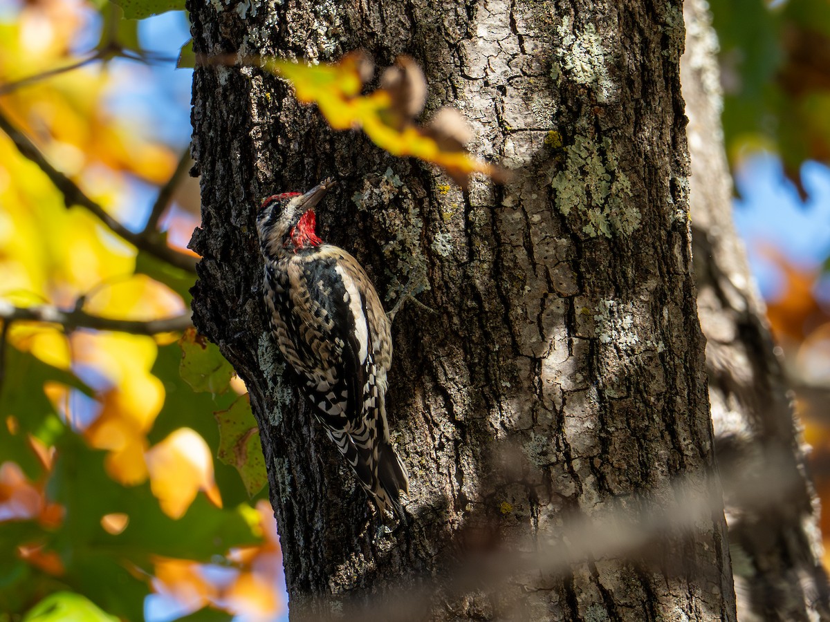 Yellow-bellied Sapsucker - ML644627275
