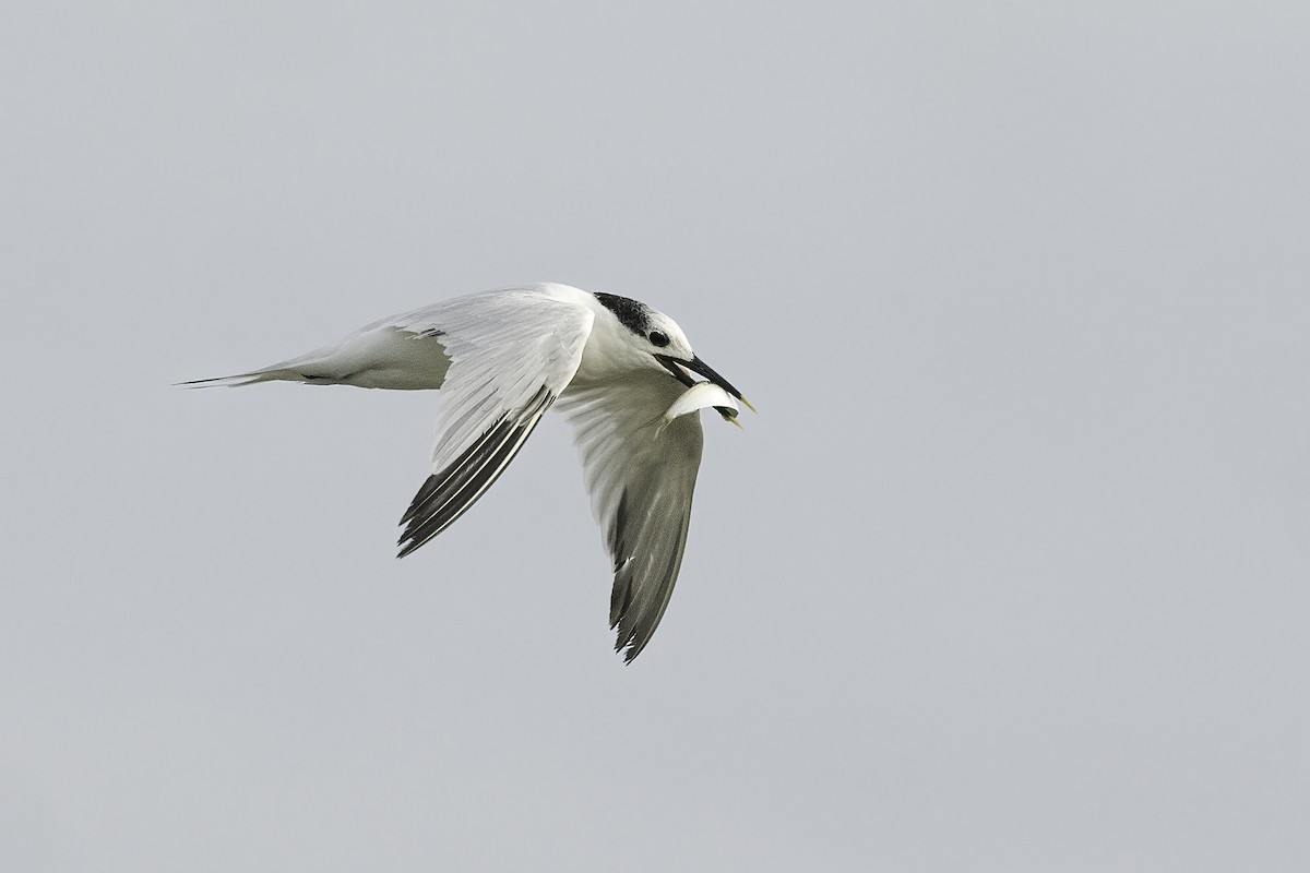 rybák severní - ML644627277