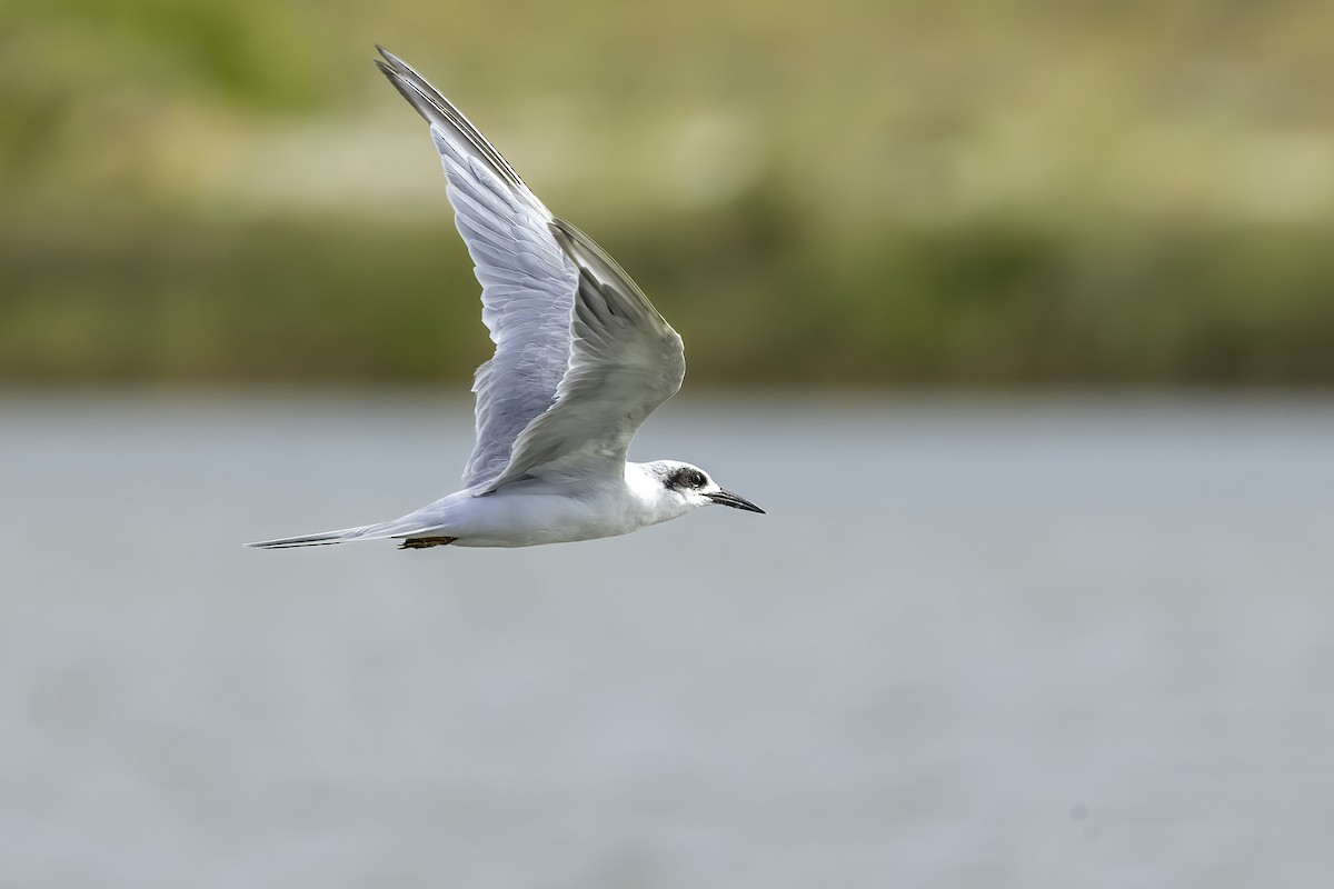 rybák severní - ML644627278