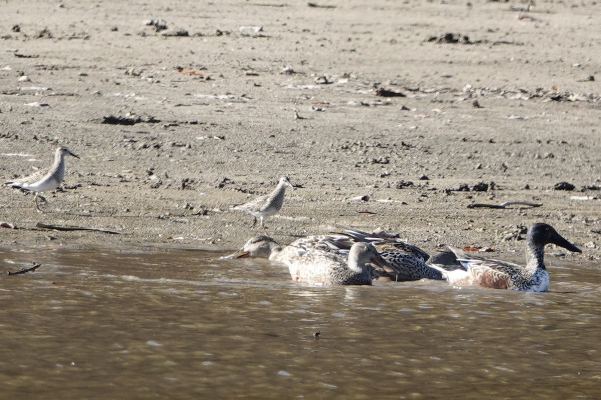 skjeand - ML644627279