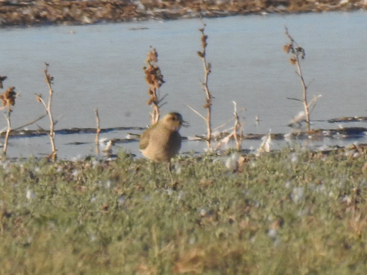American Golden-Plover - ML644627280