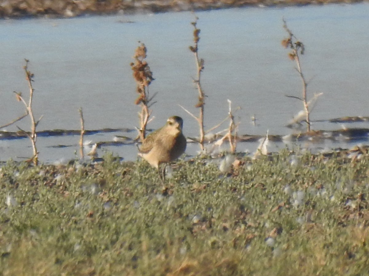 American Golden-Plover - ML644627281