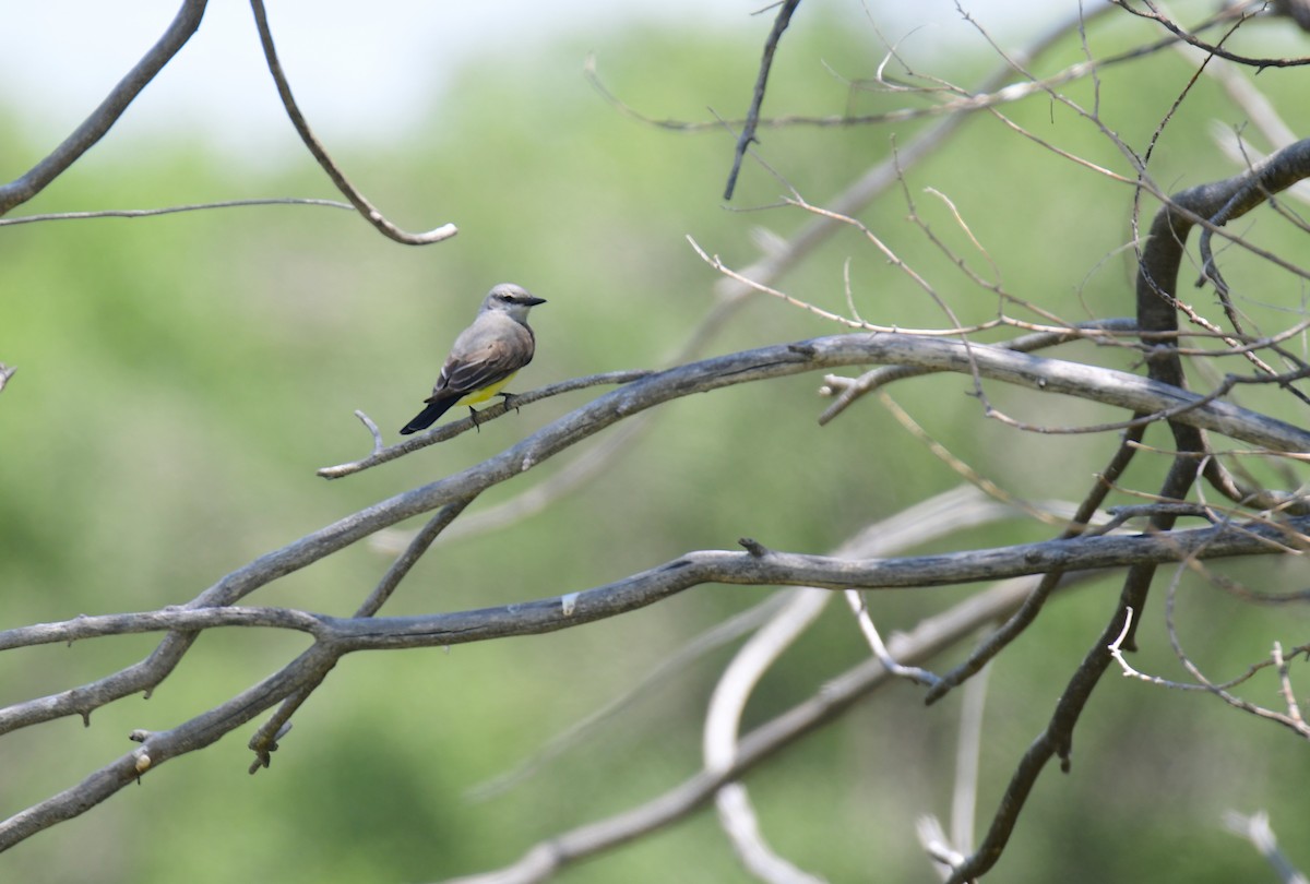 Western Kingbird - ML644627283