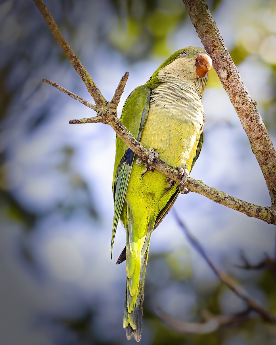 Mönchssittich - ML644627284