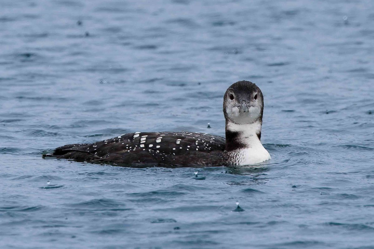 Aliota handia - ML644627285