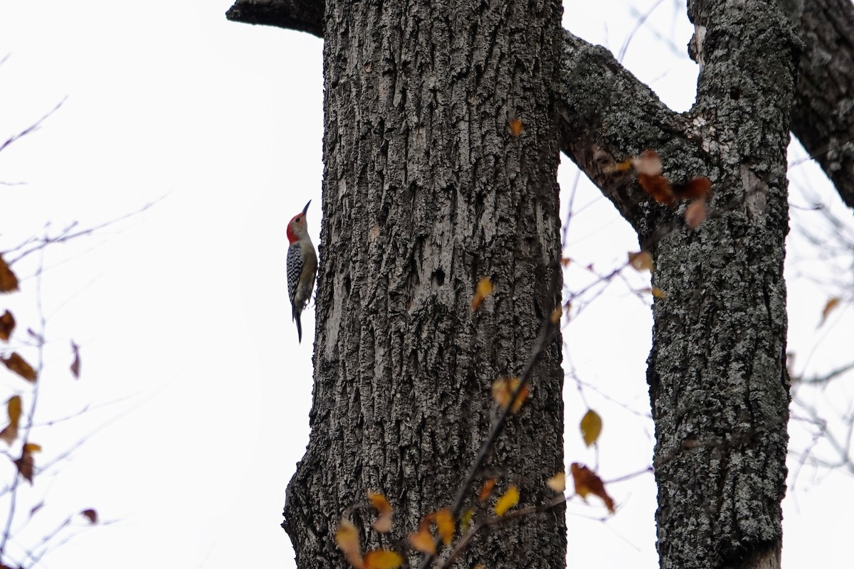 Pic à ventre roux - ML644627288