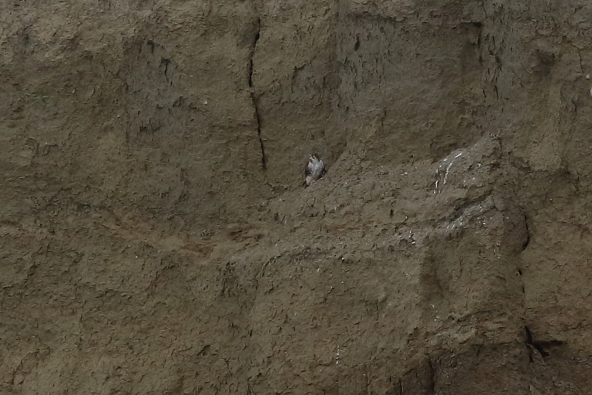 Prairie Falcon - ML644627291