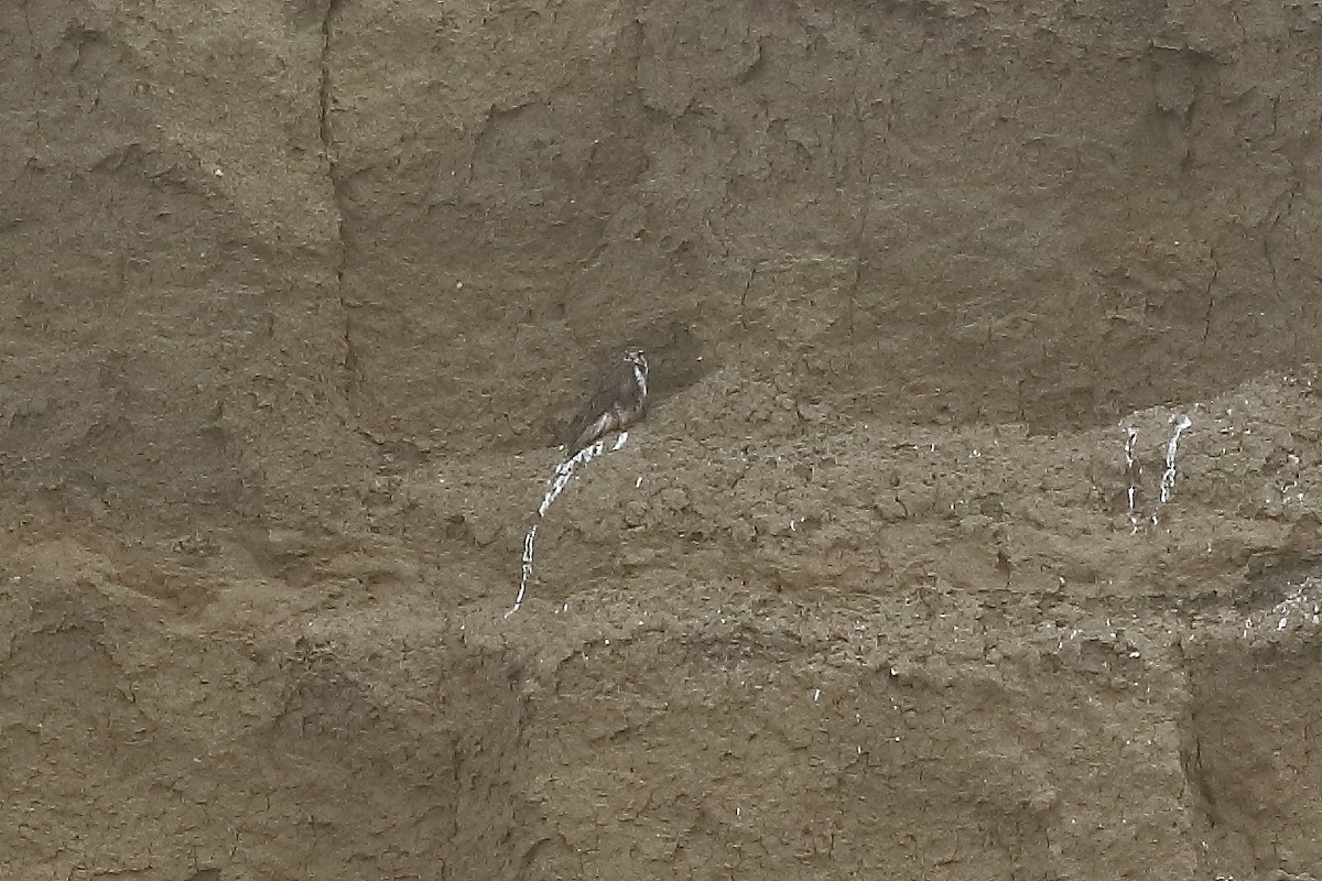 Prairie Falcon - ML644627292