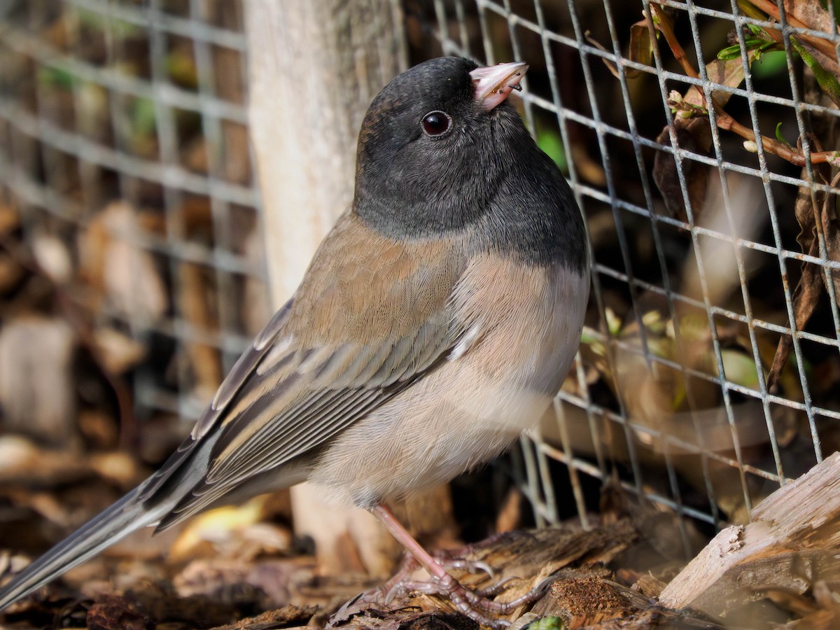 Dark-eyed Junco - ML644627293