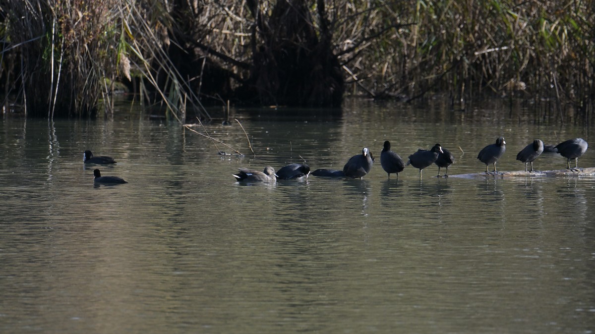 オカヨシガモ - ML644627294