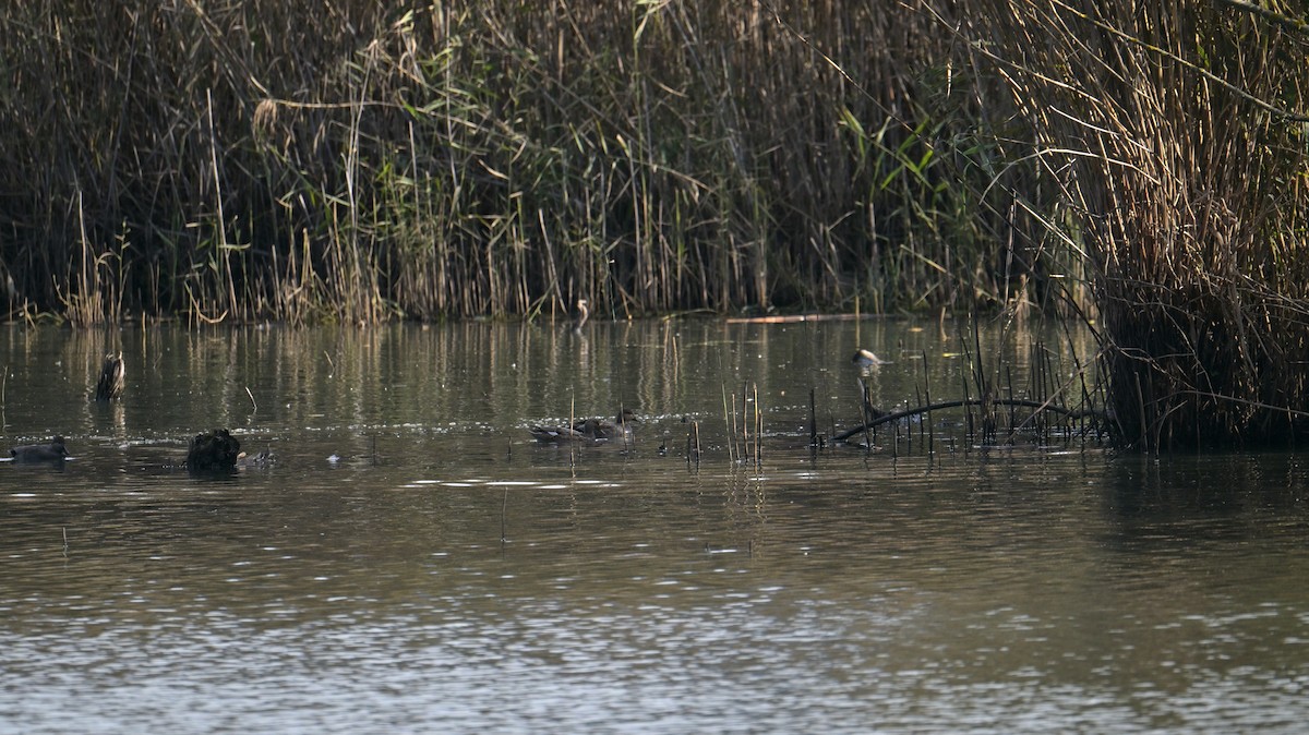 オカヨシガモ - ML644627295