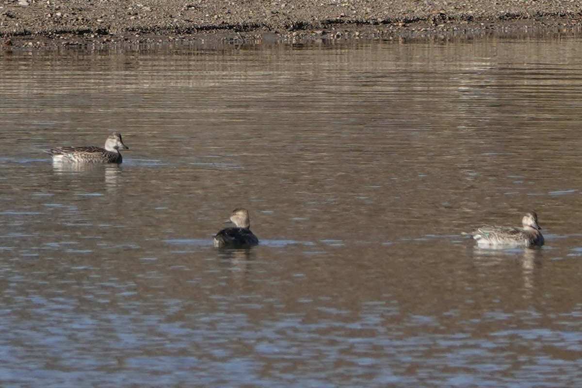 Green-winged Teal - ML644627299