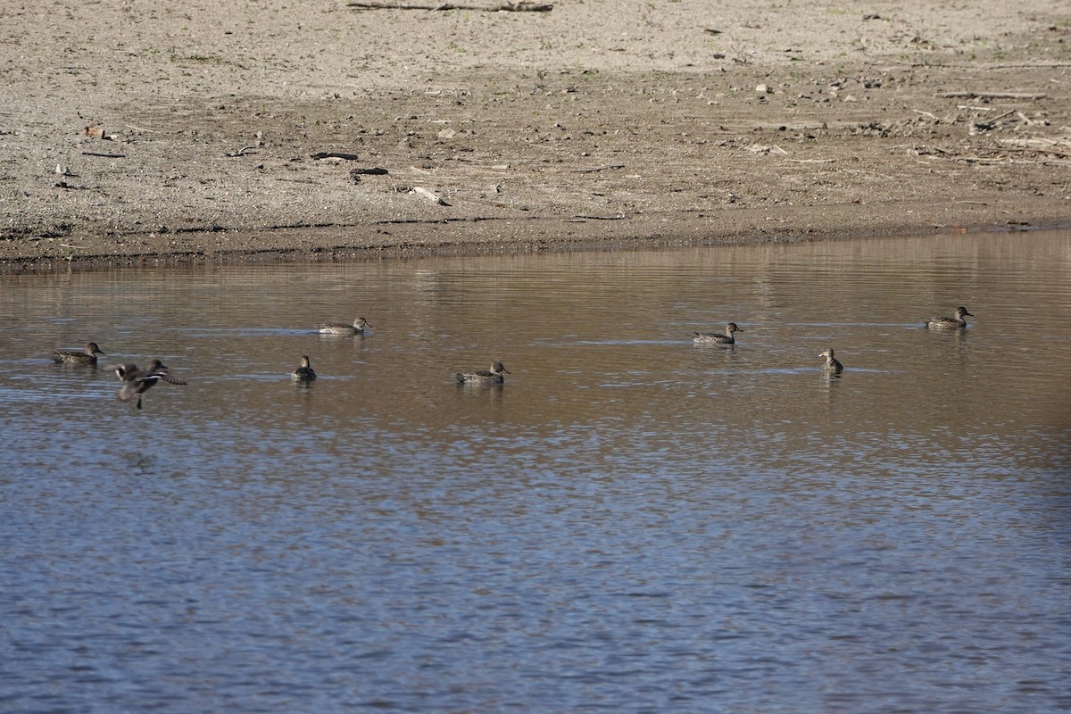 Green-winged Teal - ML644627300