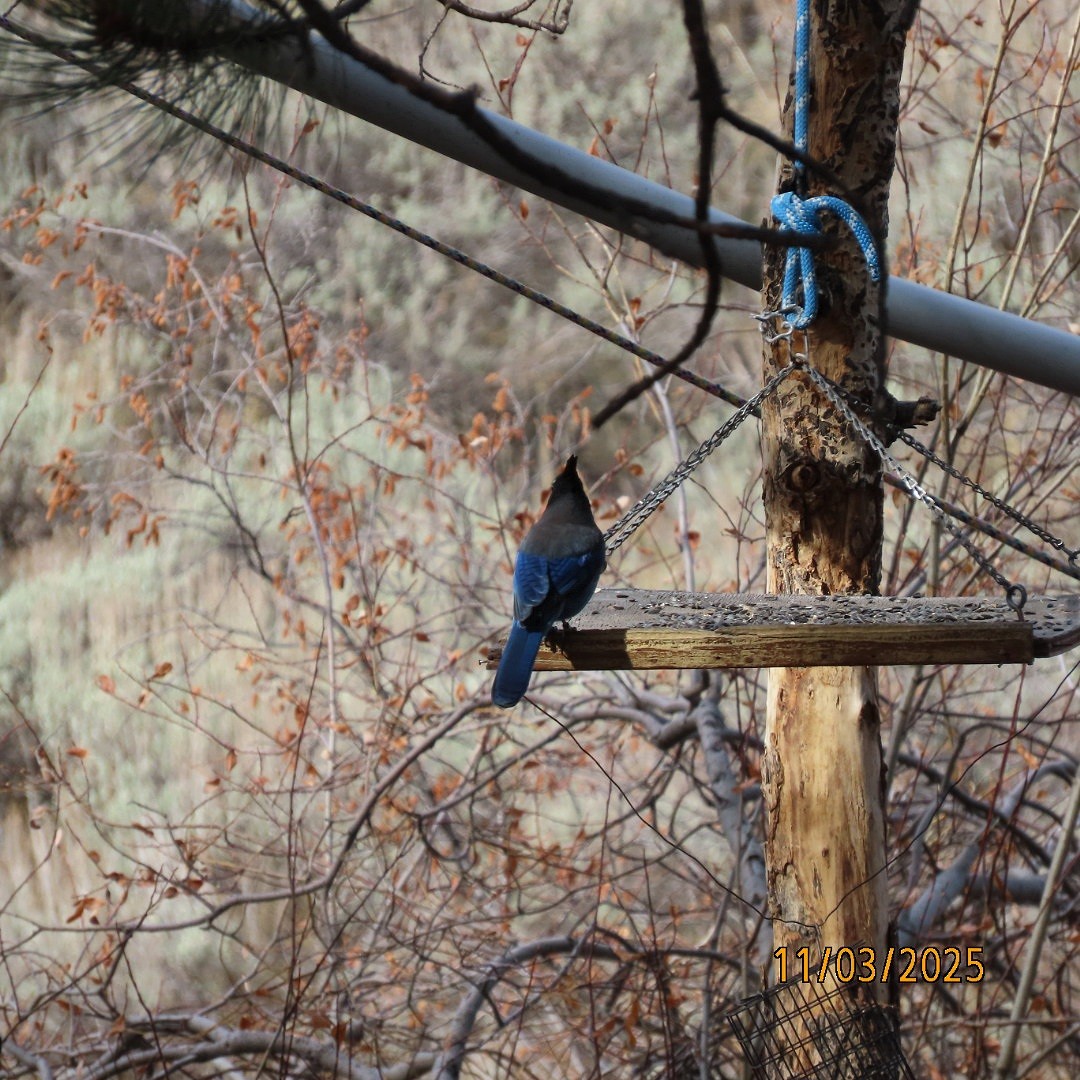 Steller's Jay - ML644627301