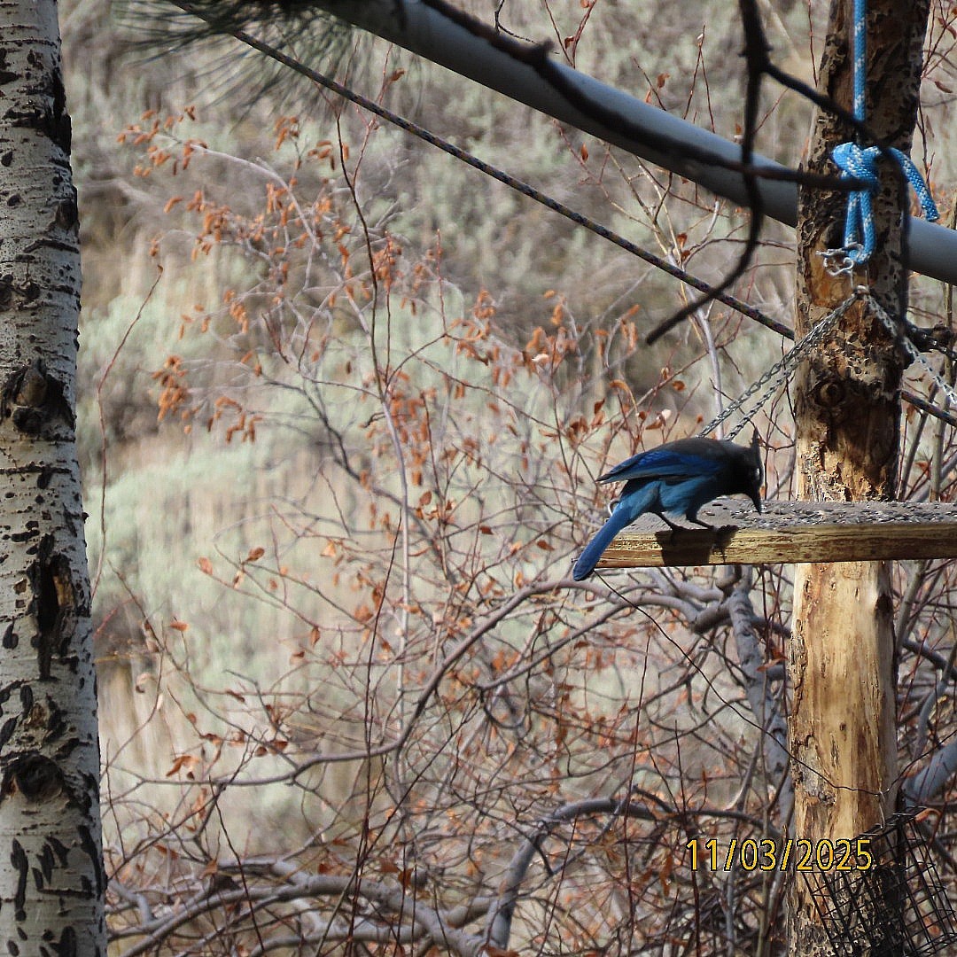 Steller's Jay - ML644627302