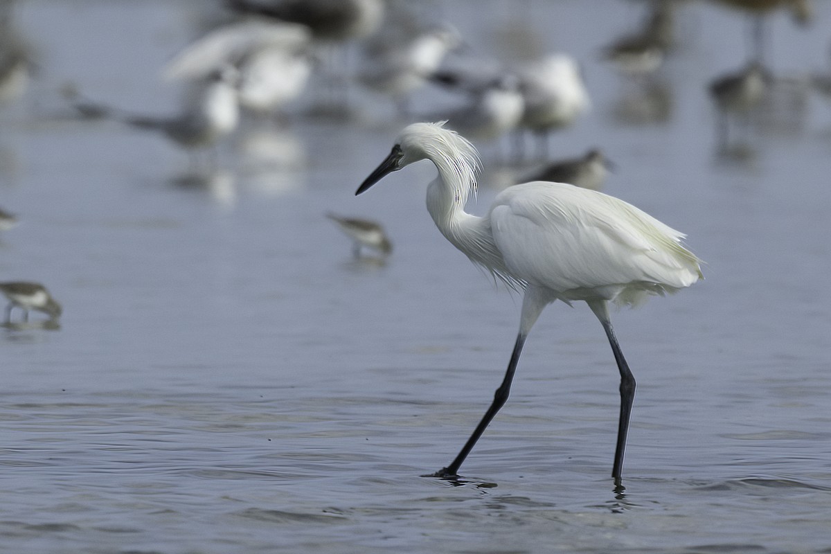 Rötelreiher - ML644627304