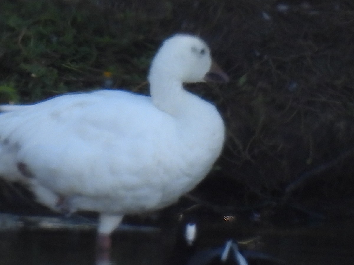 Oie des neiges - ML644627307