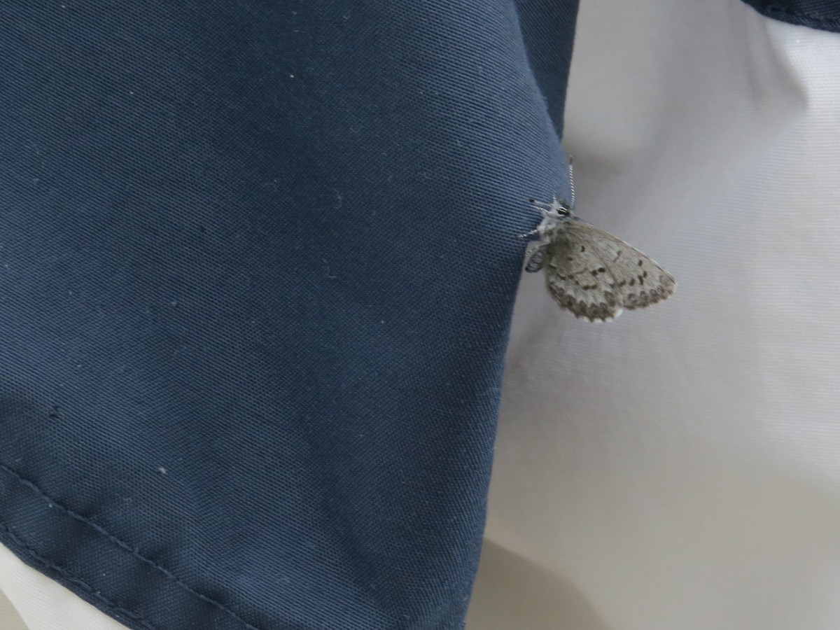 Arctic Blue - ML644627308