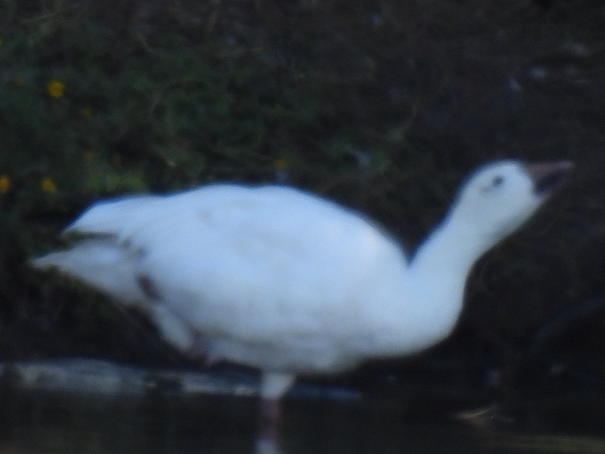 Oie des neiges - ML644627309