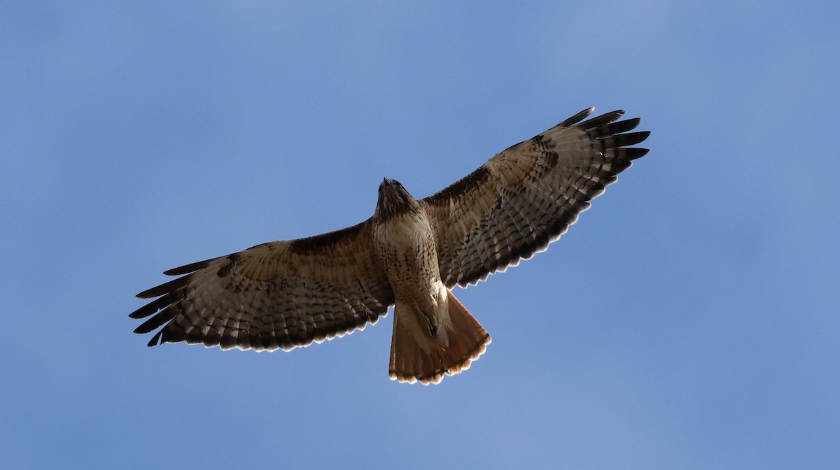 Краснохвостый канюк - ML644627314