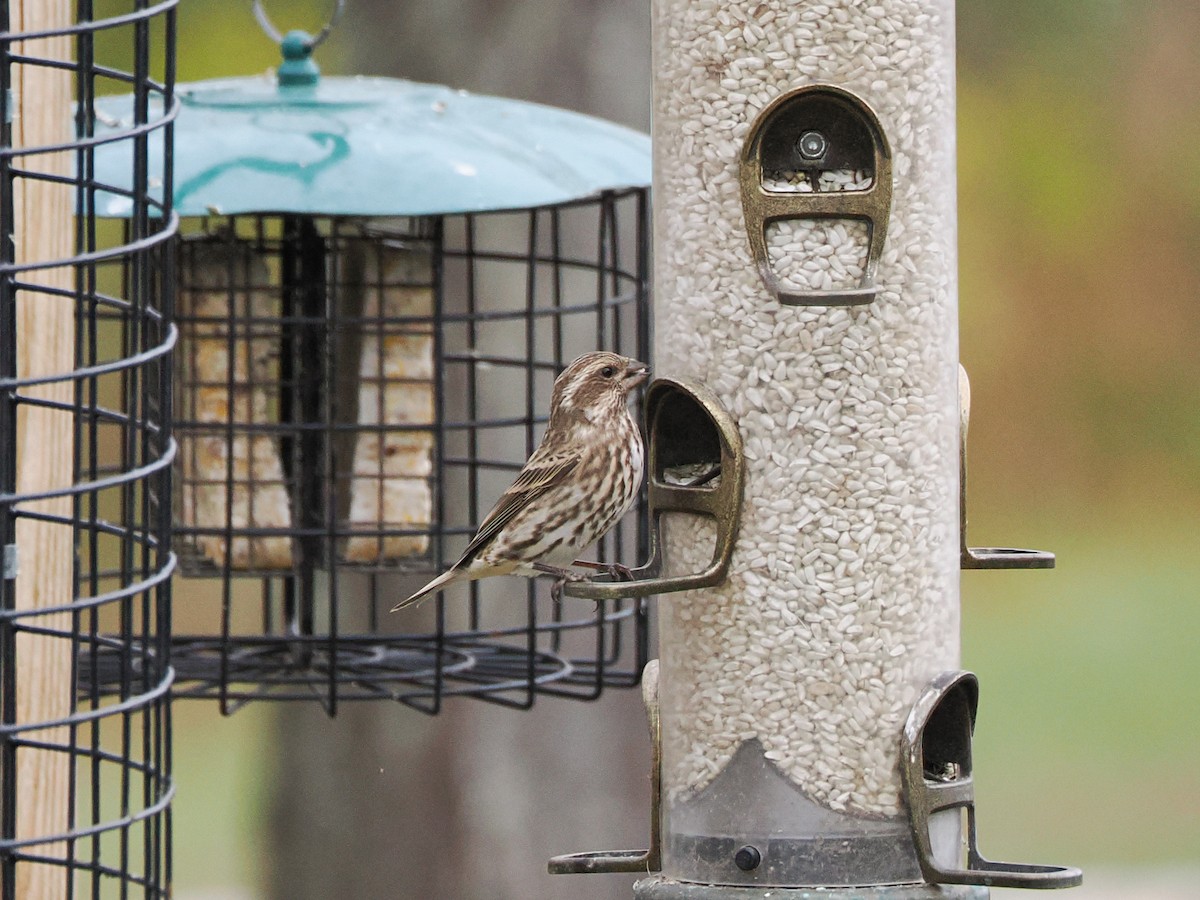 Purple Finch - ML644627317