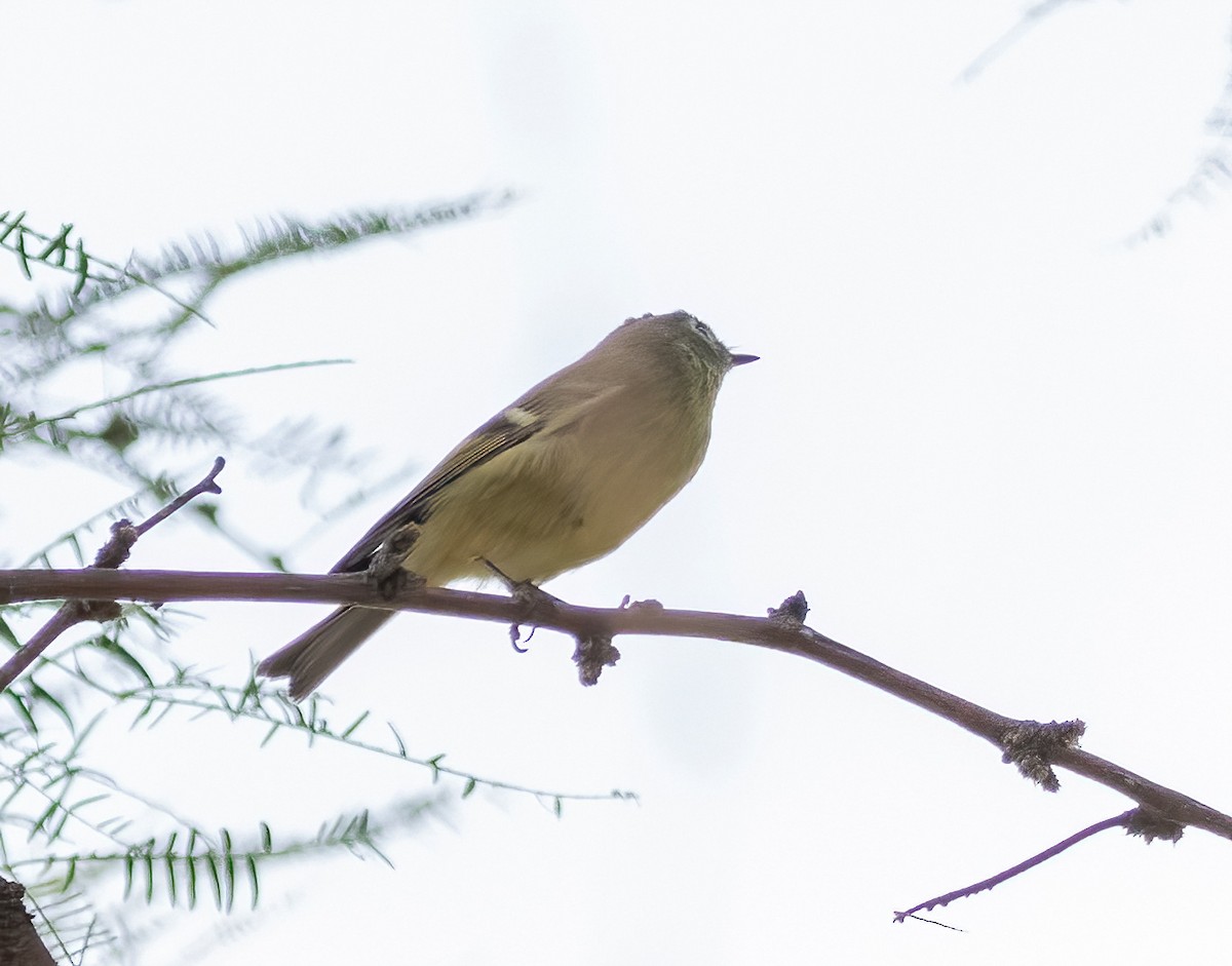 Рубиноголовый королёк - ML644627319