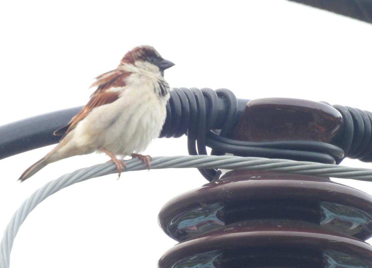 Gorrión Común - ML644627325