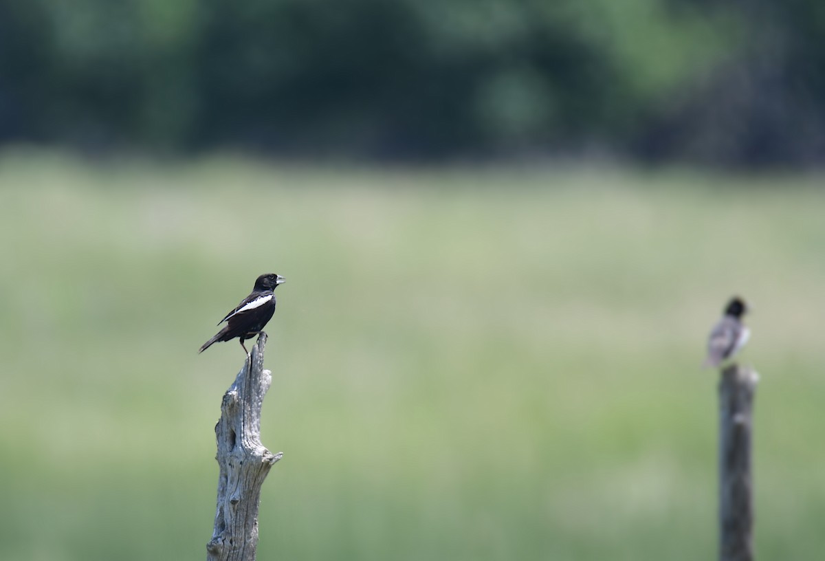 Prärieammer - ML644627326