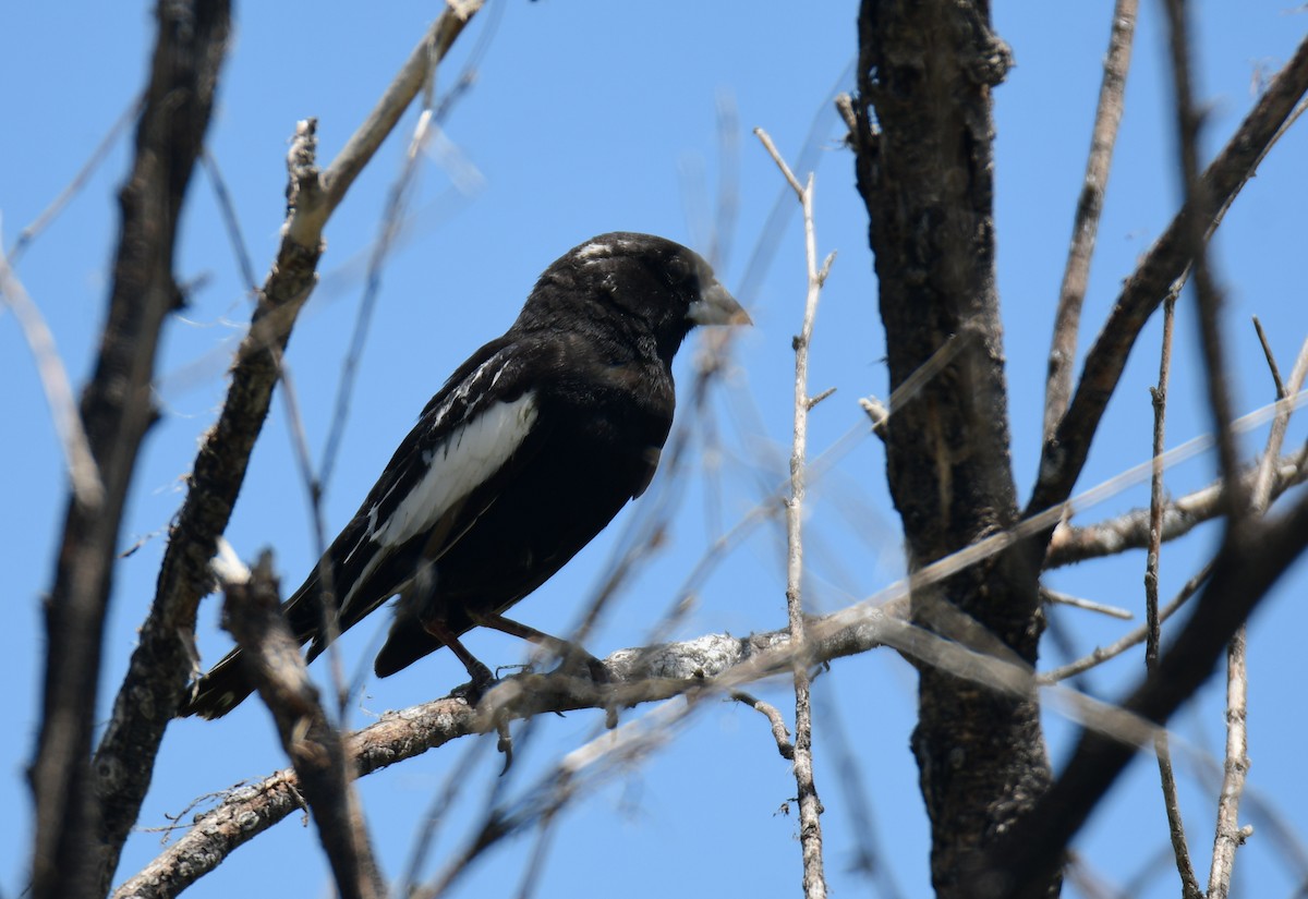 Prärieammer - ML644627327