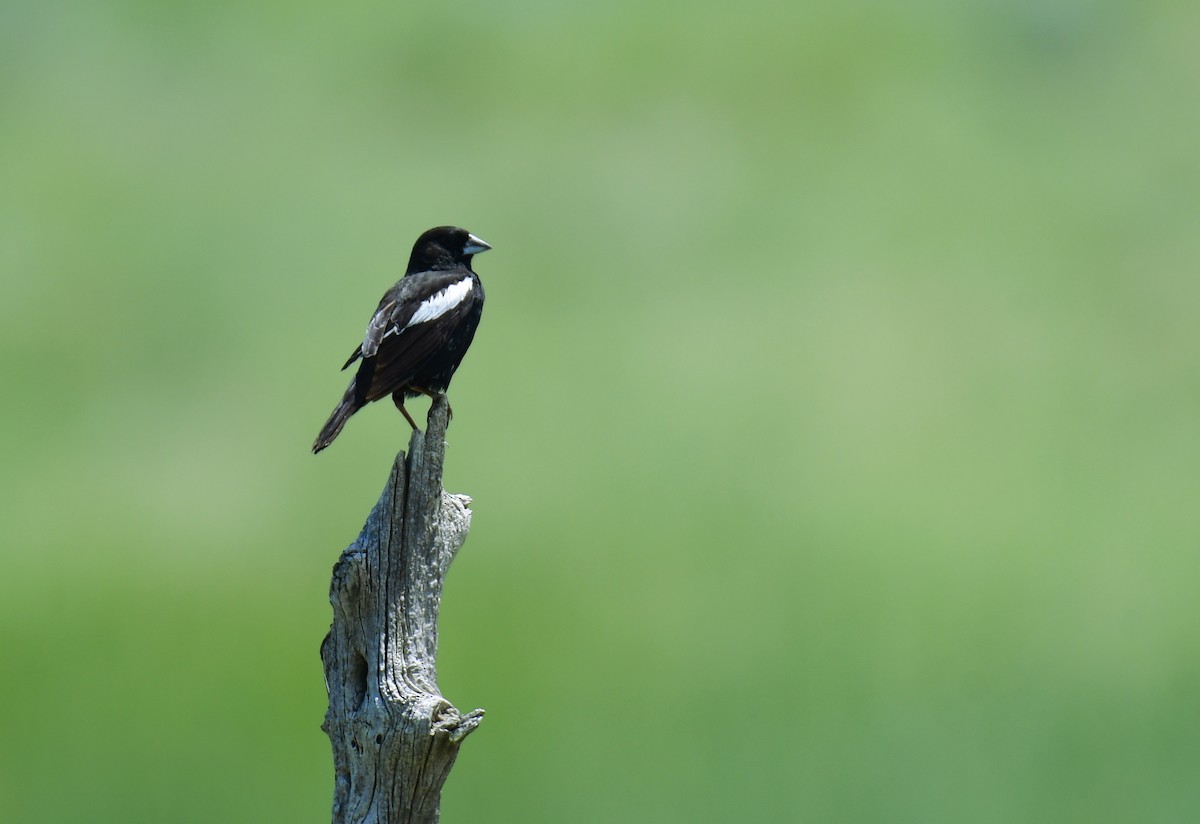 Prärieammer - ML644627328