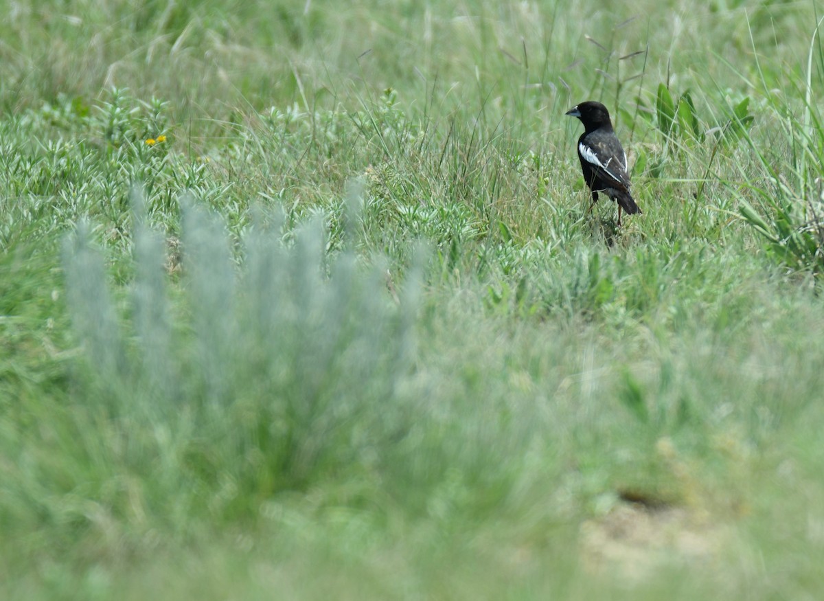 Prärieammer - ML644627329