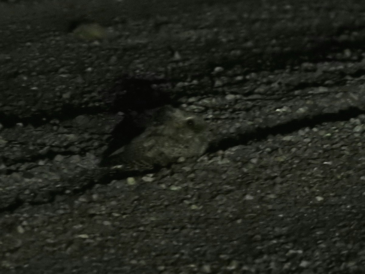 Common Poorwill - ML644627335