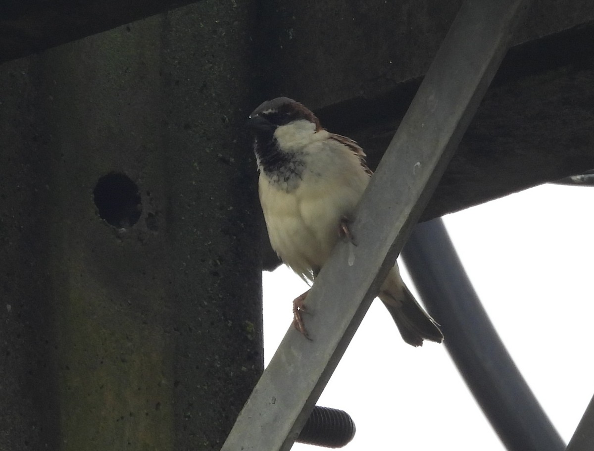 Gorrión Común - ML644627336