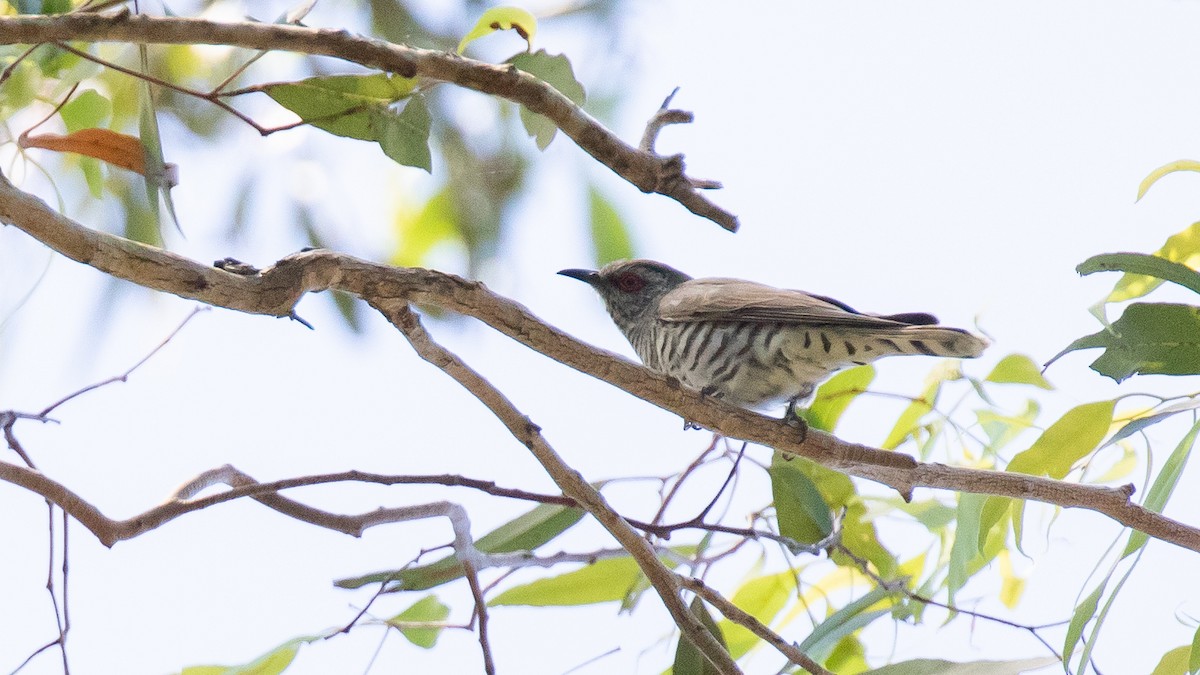 Little Bronze-Cuckoo - ML644627340
