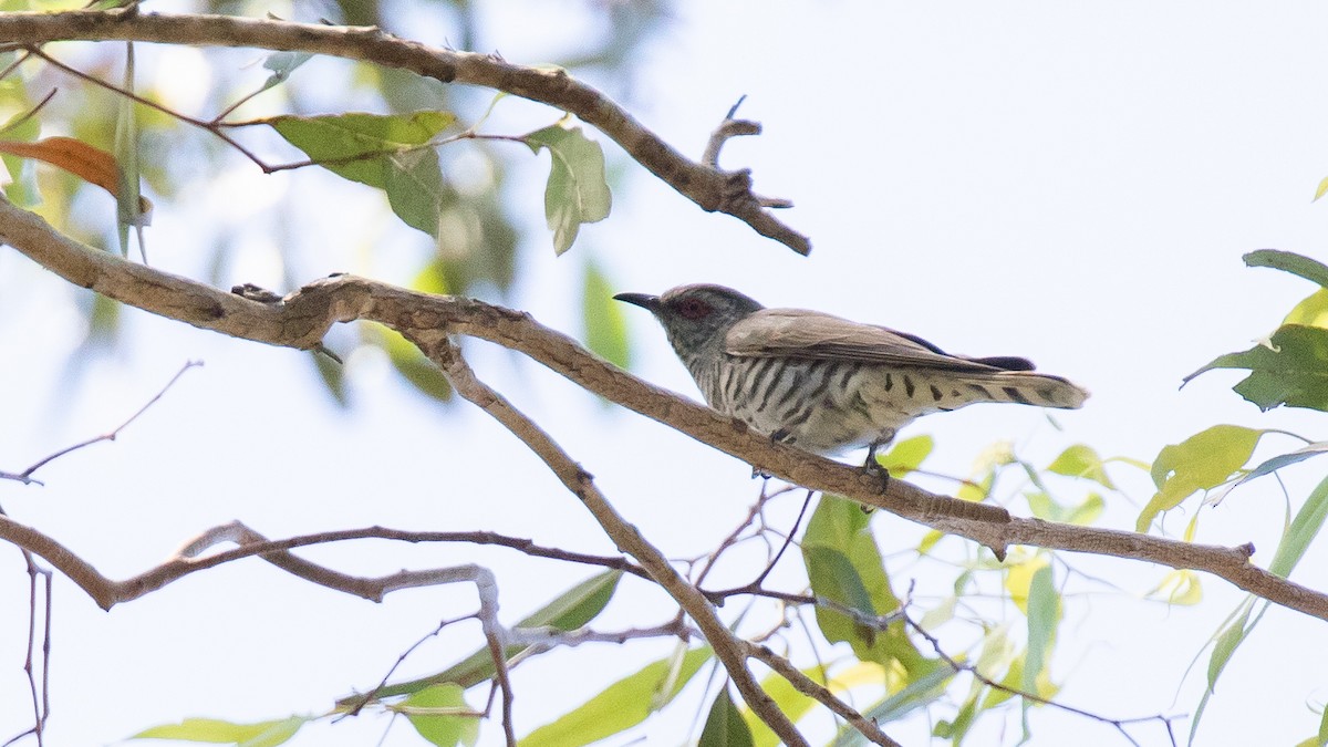 Little Bronze-Cuckoo - ML644627341