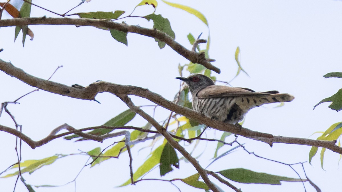 Little Bronze-Cuckoo - ML644627342