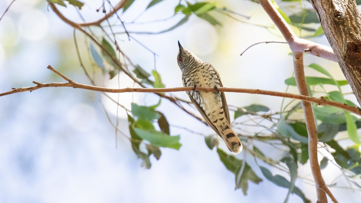 Little Bronze-Cuckoo - ML644627343