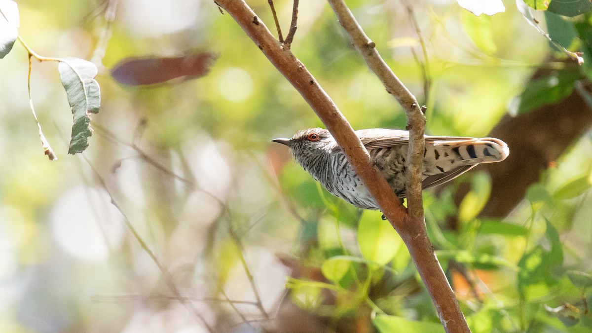 Little Bronze-Cuckoo - ML644627344