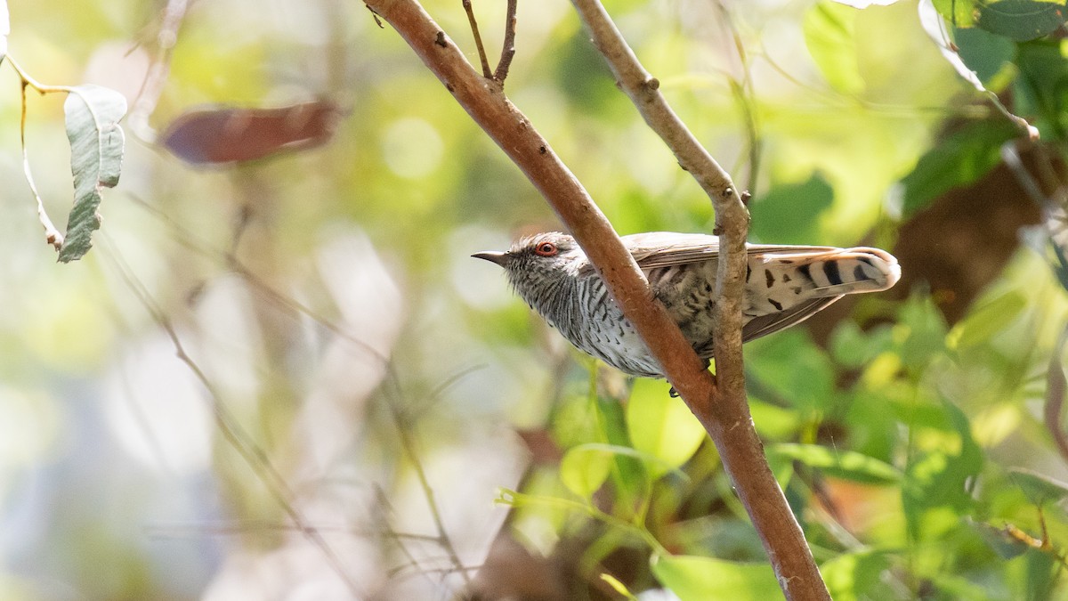 Little Bronze-Cuckoo - ML644627345