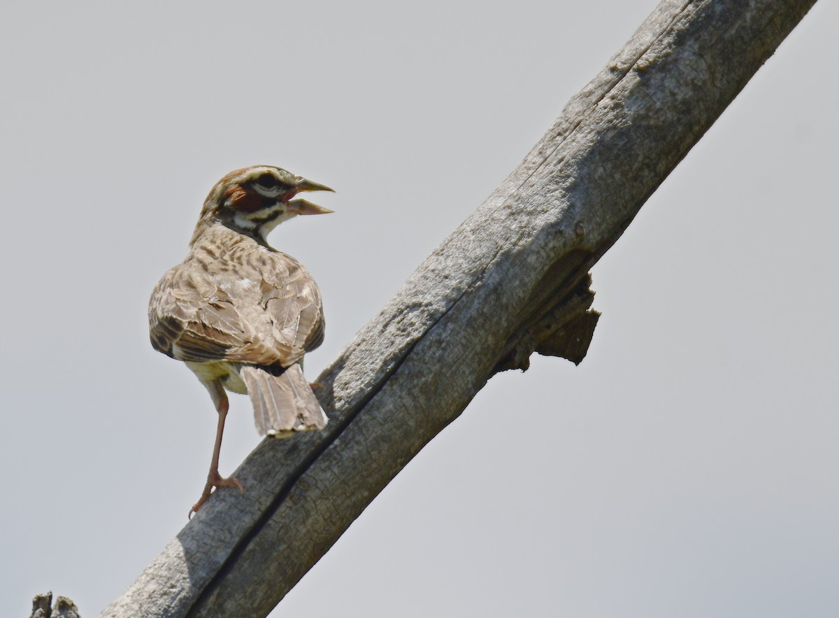 Lark Sparrow - ML644627350