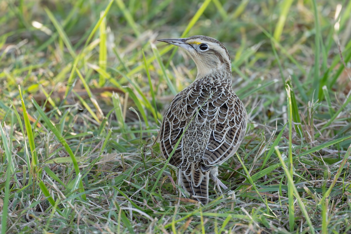 Western Meadowlark - ML644627357