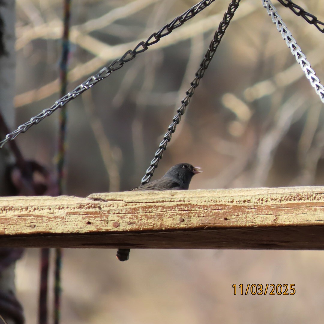 Dark-eyed Junco - ML644627360