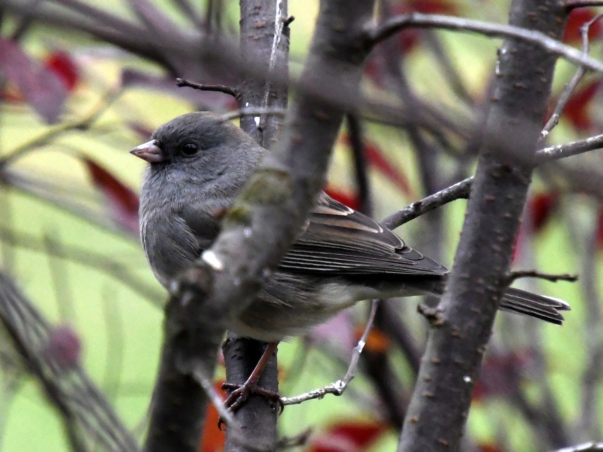 Dark-eyed Junco - ML644627364