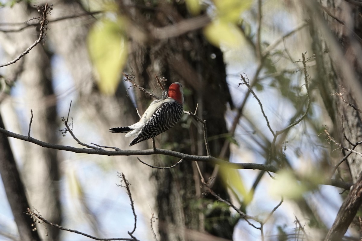 Pic à ventre roux - ML644627366