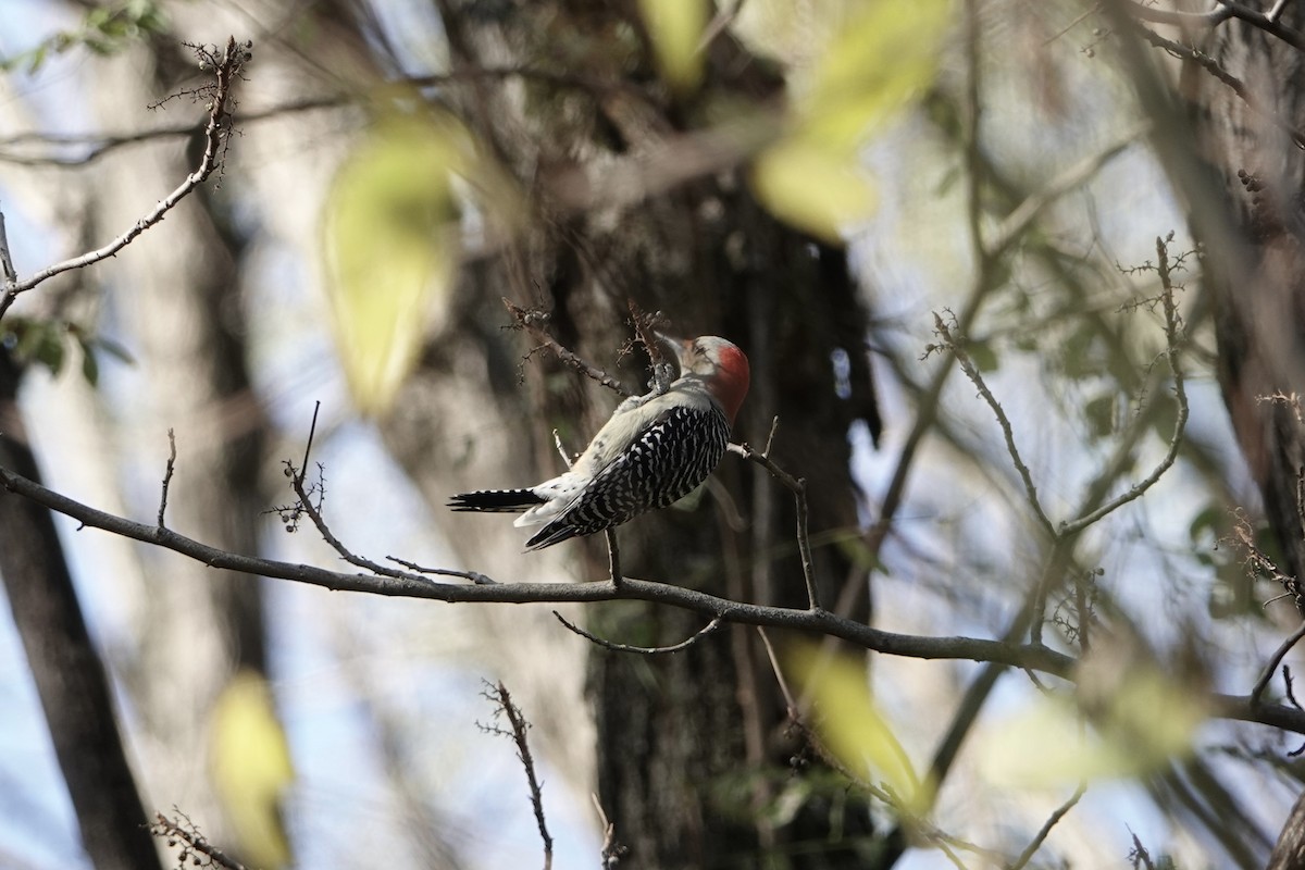 Pic à ventre roux - ML644627367