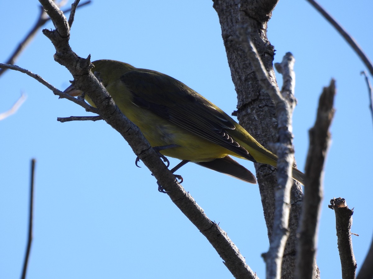 Piranga Escarlata - ML644627377