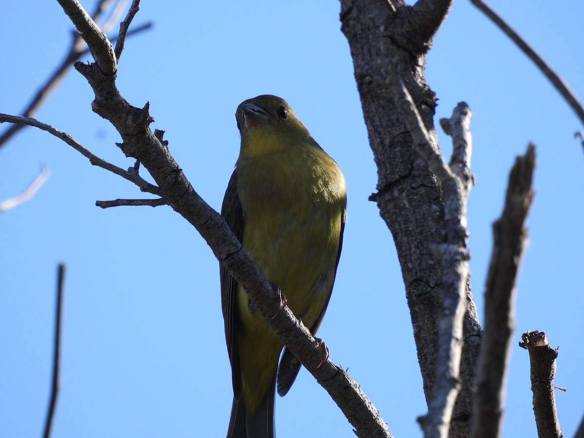 Piranga Escarlata - ML644627378