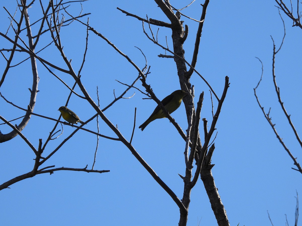Piranga Escarlata - ML644627379