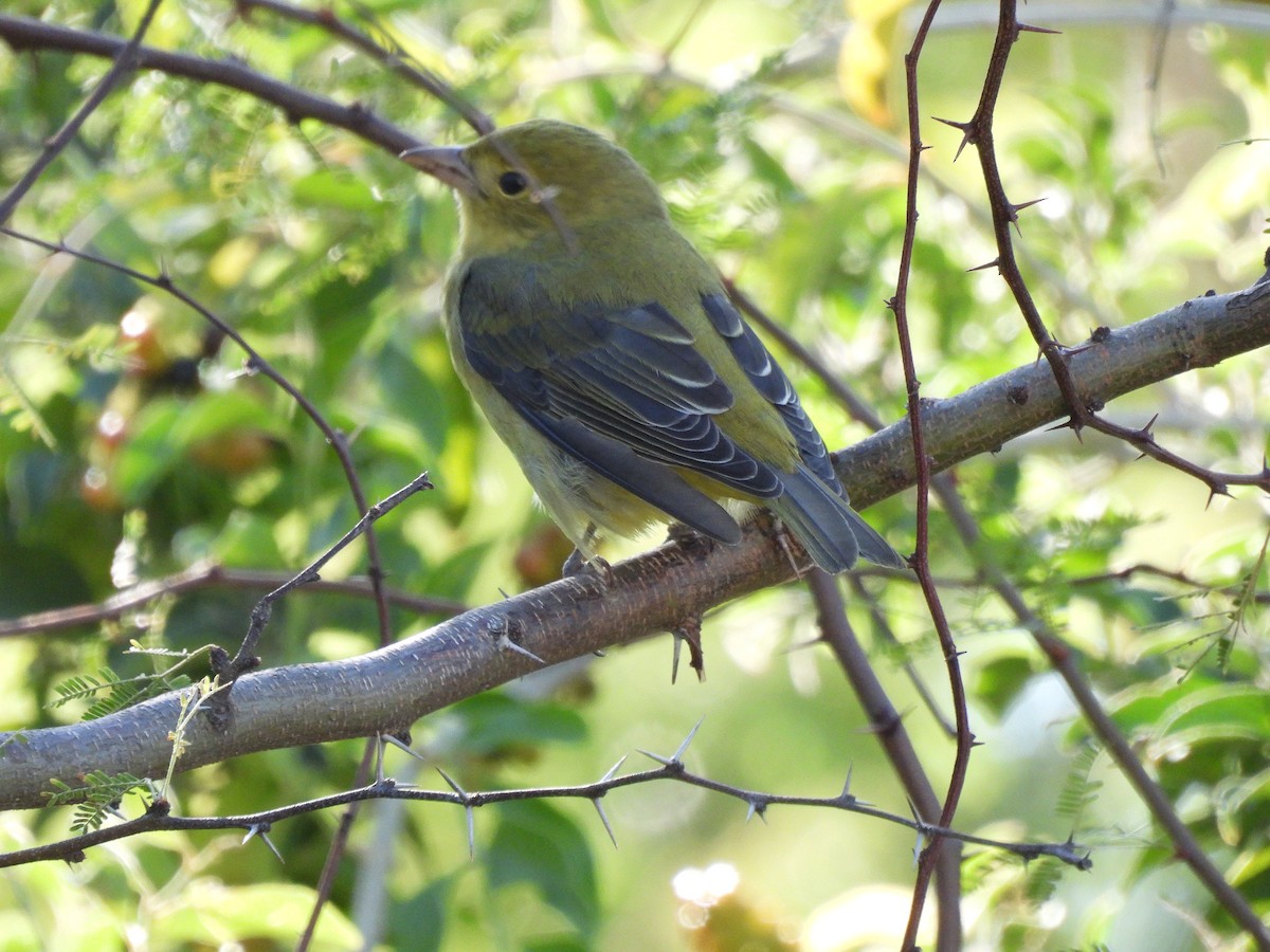 Piranga Escarlata - ML644627380